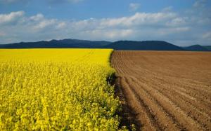 На Дніпропетровщині приватне підприємство незаконно вирощувало врожай на державній землі