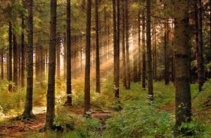 В Україні пропонують створити Міністерство лісового господарства