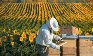 На Одещині створюють агропромисловий кластер із розвитку бджільництва