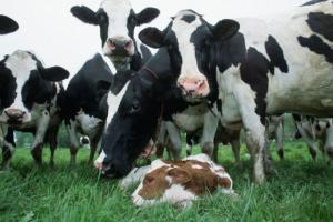 Кабмін виділив 700 млн грн на утримання корів