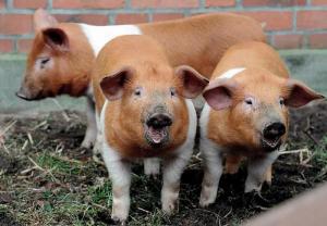  Свинарі приховують випадки АЧС – експерт 