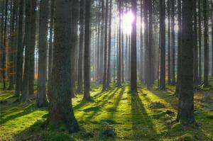 З 1 квітня до 15 червня у лісах оголошено «сезон тиші»