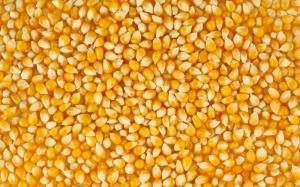 Аграрний фонд планує продати 170 тис. т кукурудзи