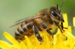 11 квітня біля Кабміну пасічники проведуть акцію проти знищення бджіл