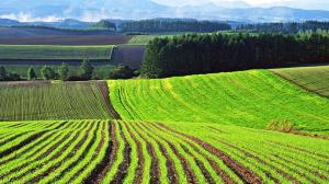 Понад 70% аграріїв вважають, що право на придбання землі с/г призначення повинні мати лише українці — опитування