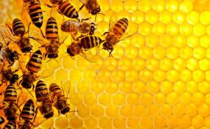 На Херсонщині почали виготовляти унікальний медовий продукт – мед-суфле 
