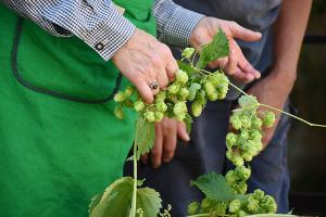 У Мінагрополітики визначили претендентів на держпідтримку виноградарства, садівництва і хмелярства