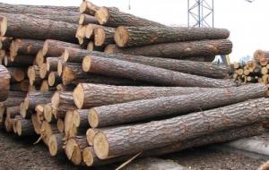Держлісагенство рекомендувало реалізовувати деревину через систему ProZorro
