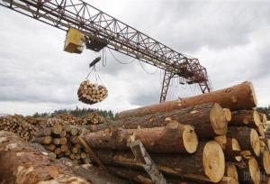 Лісгоспи скоротили заготівлю деревини, – Держлісагентство