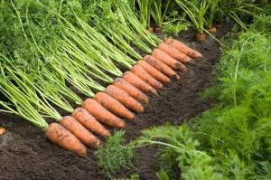 Морква стала лідером за темпами подорожчання овочів борщового набору