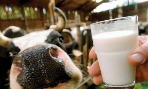 У 2019 році частка молока від населення на переробку скоротиться до 25%