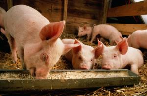 Виробники свинини можуть перевірити біобезпеку господарств онлайн, – АСУ 
