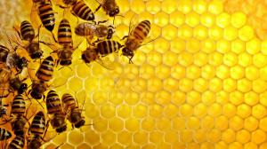 Через отруєння бджіл пестицидами Україна вийшла з ТОП-3 світових експортерів меду 