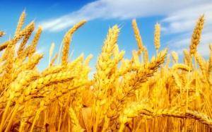 На ринках Південно-Східної Азії зміцниться позиція причорноморської пшениці, – експерт 