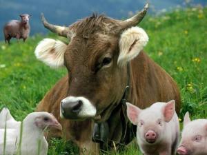 Україна імпортуватиме тварини та продукцію тваринництва за новими правилами