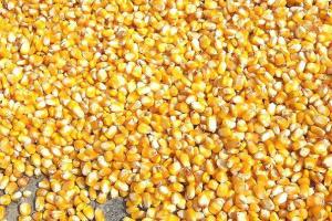 Аграрії зберуть рекордний урожай кукурудзи у сезоні 2019/20 – прогноз 