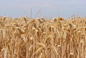Назвали основні зміни у новому стандарті на пшеницю