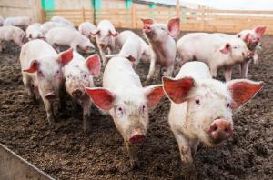 Назвали умову, яка підвищить шанси виходу вітчизняної свинини на китайський ринок