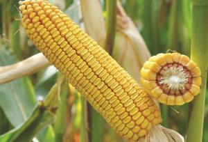 Через несприятливий прогноз виробництва кукурудзи зростають ціни на продовольство