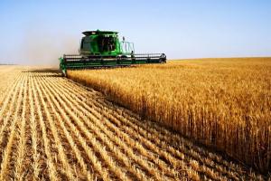 В Україні розпочато збиральну кампанію ранніх зернових культур