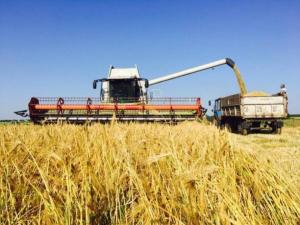 Аграрії втрачають 10% зерна через нестачу комбайнів