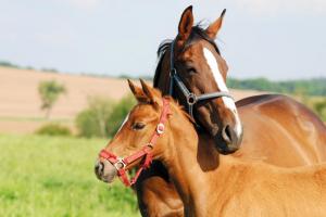 Українських коней найбільше купує Велика Британія