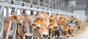 На Вінниччині відкриють роботизовану молочну ферму на 140 голів