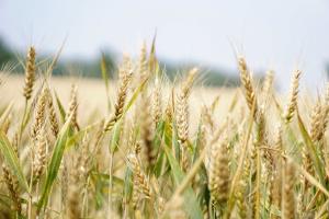 Аграрії зібрали 19% врожаю зернових