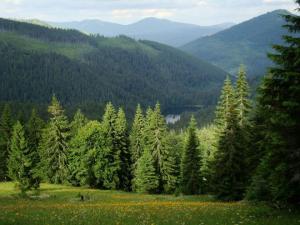 Зеленський підписав Указ щодо збереження лісів і раціонального використання лісових ресурсів