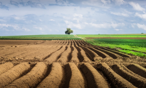 Назвали п'ять схем капіталізації сільськогосподарських угідь