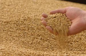 Один із головних експортерів зерна у світі припиняє поставки