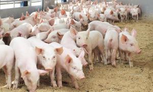 Свиноферма на Прикарпатті виробляє тепло та електроенергію з відходів