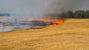 Через пожежі Україна щодня втрачає десятки гектарів зернових