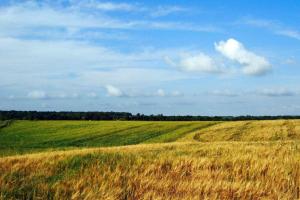 Три поради Зеленському як провести земельну реформу – експерт 