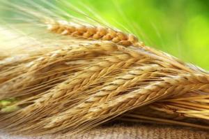 В Україні зібрано 28 млн т зерна нового врожаю