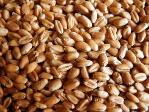 Аграрії зібрали 80% зерна від прогнозу
