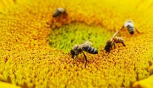 Через отруєння пестицидами в Україні загинуло 40 тисяч бджолосімей 