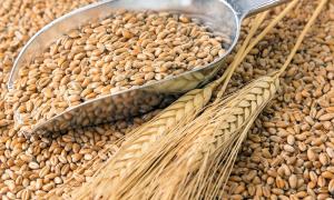 Аграрії зібрали майже 34 млн т зерна нового врожаю 