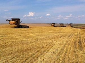ДФС виручила півмільйона грн за продаж незаконних посівів пшениці на армійських землях