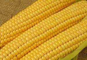 Українська кукурудза витісняє американську з Китаю