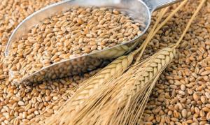 Аграрії зібрали 39 млн т зерна