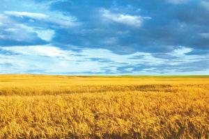 Опубліковане опитування про подальший аграрний курс України на найближчі 10 років