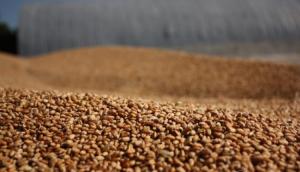 Україна експортувала 10 млн т зернових 
