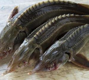   Названо вид риб, які в Україні перебувають на межі зникнення, – експерт 