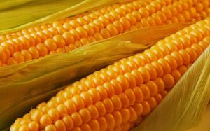 Назвали області з найвищою врожайністю кукурудзи