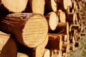 Мораторій на експорт лісоматеріалів потрібно відмінити, — Держлісагентство