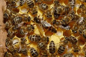 У Раді зареєстрували законопроект щодо захисту бджільництва