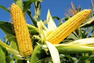 Через засуху в Україні знизиться врожайність кукурудзи, — USDA
