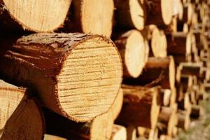 Відміна мораторію на експорт лісу збільшить інвестиції в Україну – Держлісагентство 