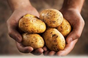В Україну завезли рекордну кількість імпортної картоплі